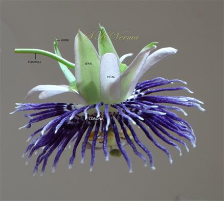  Flower (Lateral view)